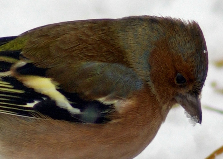 The Chaffinch