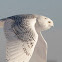 Snowy Owl