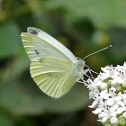 Large White, Cabbage butterfly