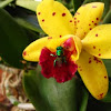 Orchid (hibrid) and bee