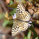 Mormon Fritillary butterfly