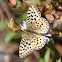 Mormon Fritillary butterfly
