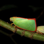 Flatid Planthopper