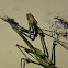 Cone-head Mantis, Mantis palo