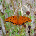 Gulf Fritillary