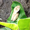 Borneo Eared Frog