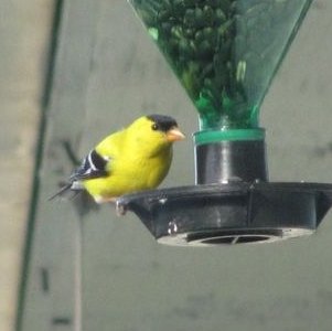 American Goldfinch