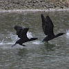 Double-crested Cormorant