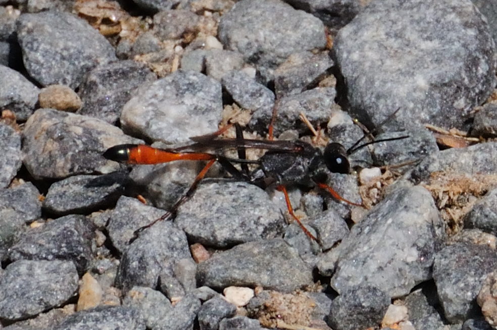 Digger wasp; Avispa escavadora