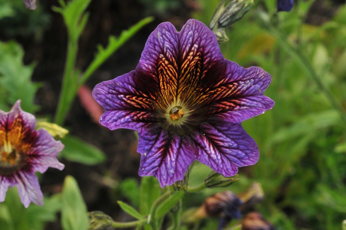 Velvet trumpet flower