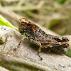 Grasshopper nymph nymph