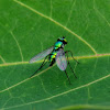 Green Long-legged Fly