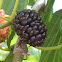 Mulberry  (Amora - Brazil)