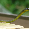 Green tree Snake