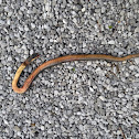 Copper-bellied Water Snake