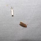 Glyphidocerid Moth