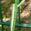 orange tip caterpillar