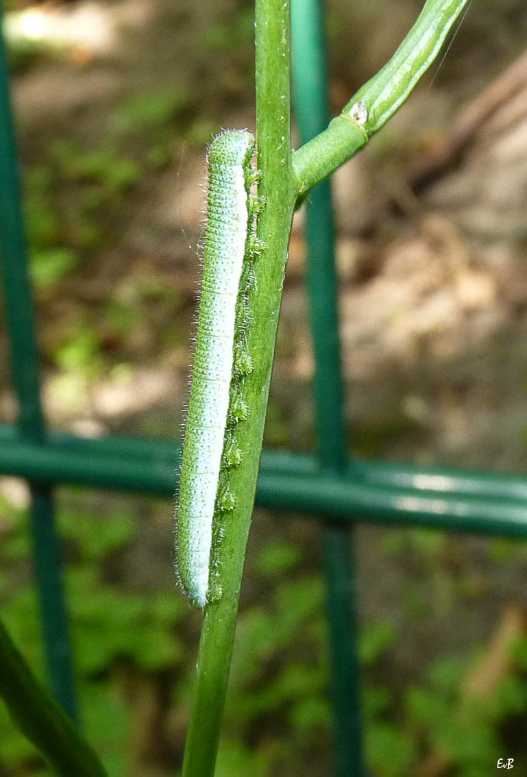 orange tip caterpillar