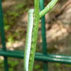 orange tip caterpillar