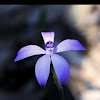 Blue china orchid