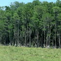 Bald Cypress