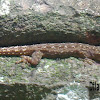 Spotted Rock Gecko