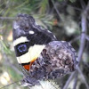 Australian Admiral Butterfly or Yellow Admiral
