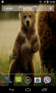 Cute Bear Video Live Wallpaper(圖2)-速報App