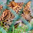 The Indian leopard