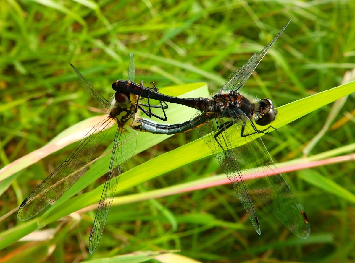 Dragonflies black darter mating