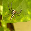 Two Striped Jumping Spider
