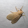 Banded Tussock Moth