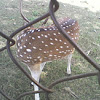 Spotted Deer [chital]