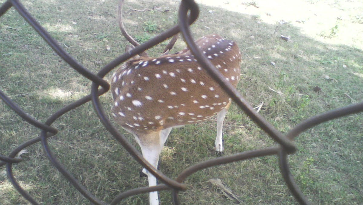 Spotted Deer [chital]