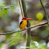 Oriental Dwarf Kingfisher