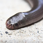 Blackish Blind Snake