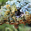 maritime sunburst lichen