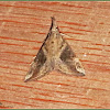 Lantana Defoliator Moth