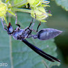 Marimbondo-tatu (Armadillo wasp)