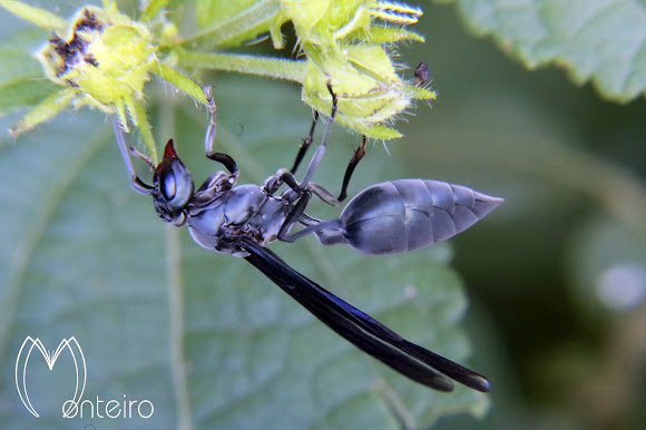 Marimbondo-tatu (Armadillo wasp) | Project Noah