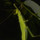 Malayan Jungle Nymph - Female