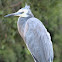 White-fronted heron