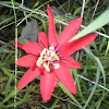 Scarlet Passion Flower