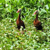Black- Bellied Whistling- Duck