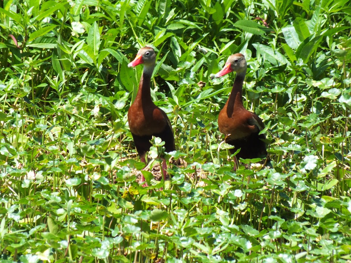 Black- Bellied Whistling- Duck