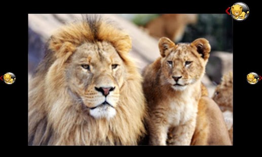 How to mod baby love jungle animals 1.0.0 mod apk for android