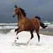 Horse images wallpaper