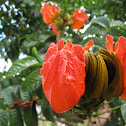 African Tulip Tree