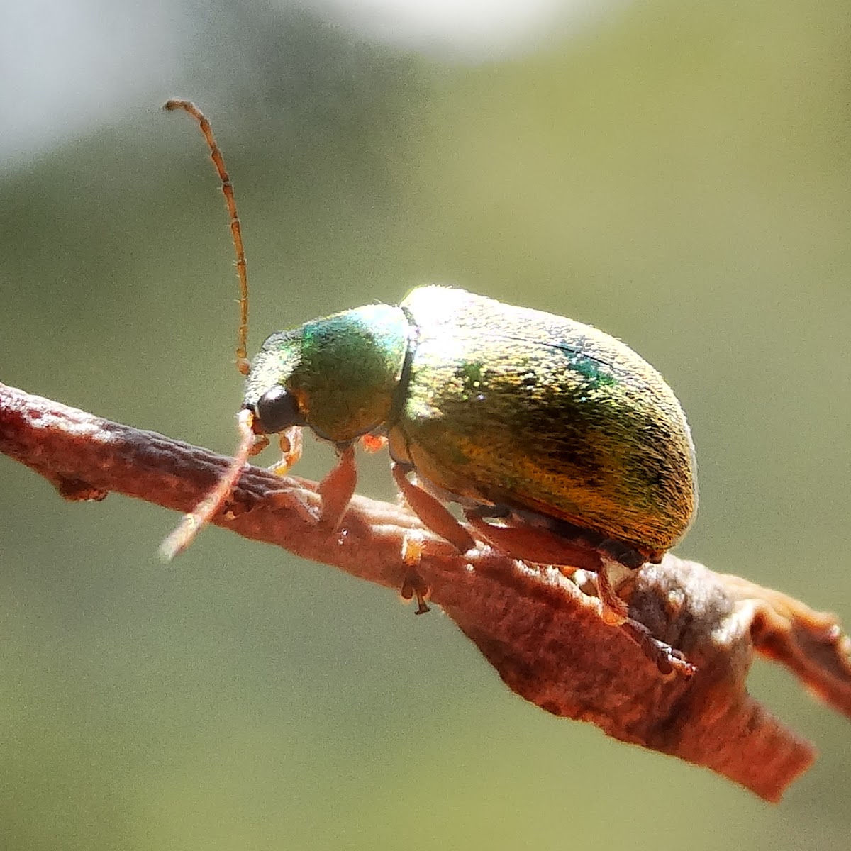 Furry green leaf beetle