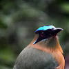 blue crowned motmot